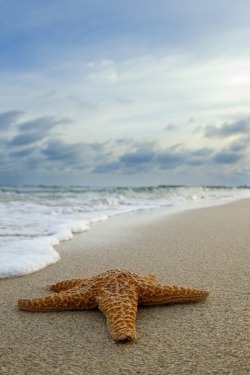 heaven-ly-mind:  starfish and monoliths by Sean