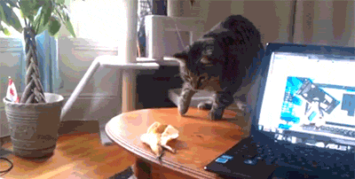 faultlessnesscatastrophe:  catp0rn:  catseverywhere:  The deadly banana peel claims another victim.   WHERE DID THE CAT EVEN GO OMG?  Paranormal Activity: CATS 