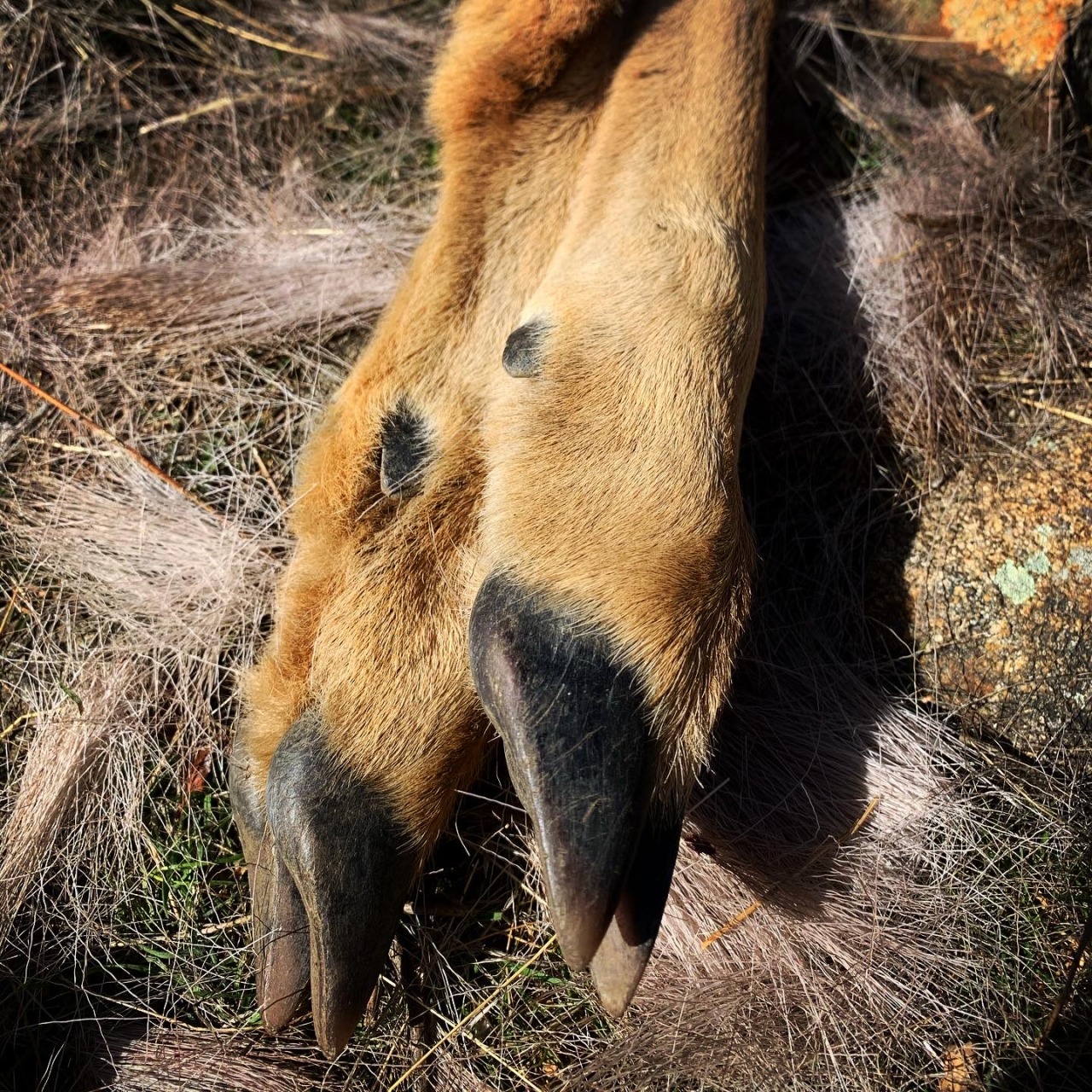 Sex wildernesswanderess:Nature is cruel but also pictures