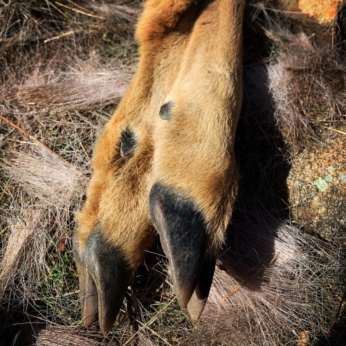 wildernesswanderess:Nature is cruel but also beautiful 🦌💀