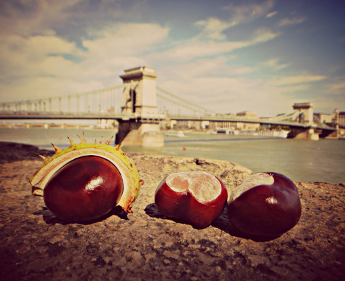 September 2012, Budapest
Chestnut rain ©  #Széchenyi lánchíd#Budapest#Hungary#magyarország#Bridges#Chain Bridge#Chestnuts#Autumn#Photography