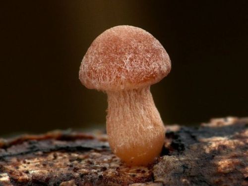 SCURFY TWIGLET(Tubaria furfuracea)Šaržík, F. 2014. White Carpathians, SlovakiaThe scurfy twiglet i