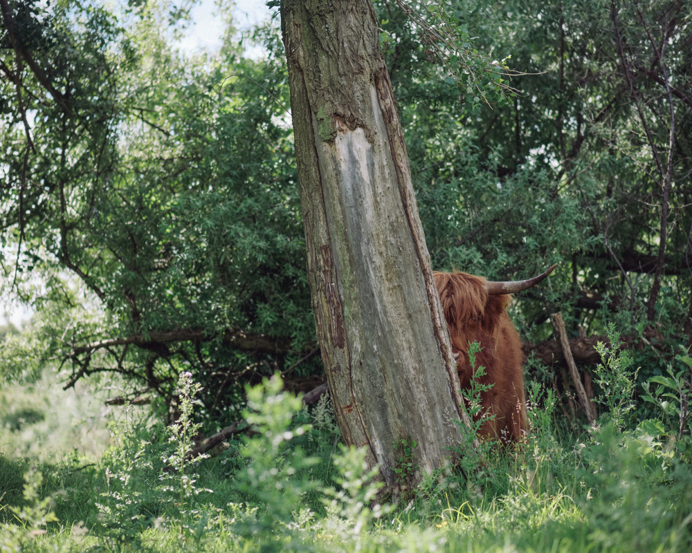 klaasfoto:  Hide and Seek, 2016  I tried to teach the herd how to play hide and seek