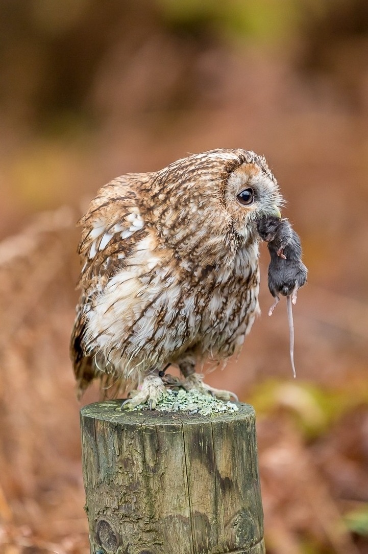 0ce4n-g0d:  Birds of Prey by Paul Myers 