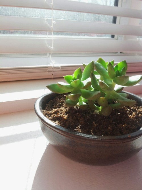 saailboaats:First plant!What should i name it?