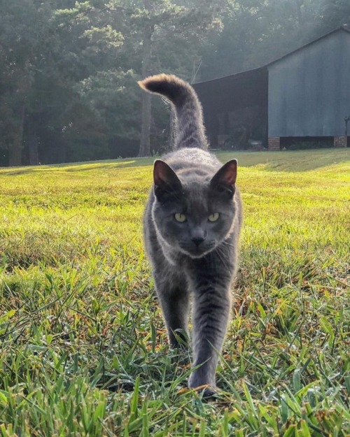 naturelvr69likes: sparrowsriver: Misha Morning Misha joining me for a dewy morning walk. #cat #morni