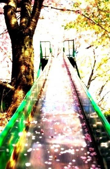 Cherry Blossom Slide, Sakura, Japan