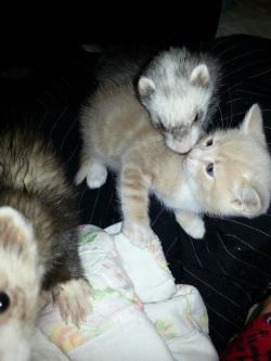 Catsbeaversandducks:  &Amp;Ldquo;In Early June I Took Home A Kitten And Was Worried
