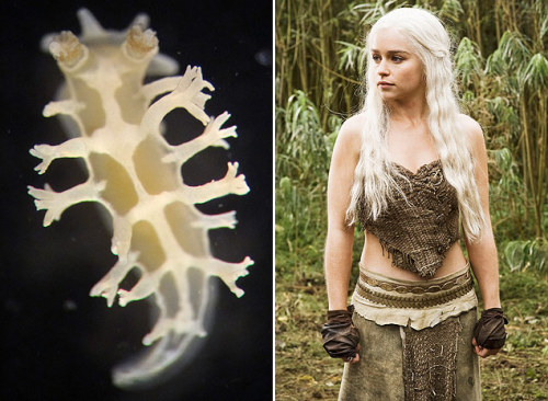 winterlorn:  winterlorn:  buskerlenny: Tritonia Khaleesi, pictured left, is a new type of sea slug n