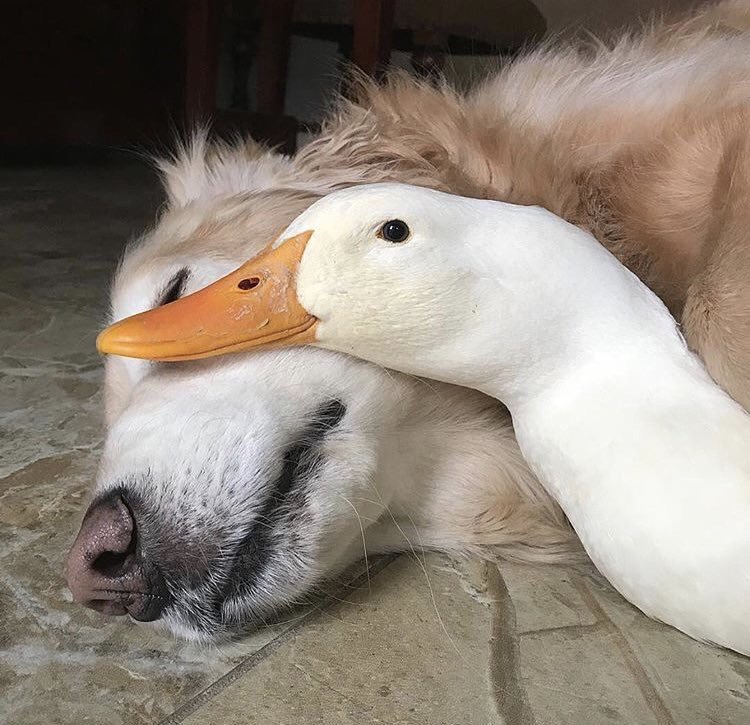 aww-so-pretty:  Duckdog