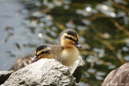 Mallard Ducklings