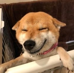 doggo source