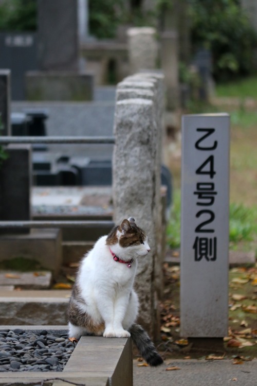 boschintegral-photo:Ms. Bigfoot Yanaka Cemetery, Tokyo, Japan