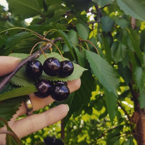 Wild cherry (Prunus avium)