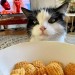 catasters: