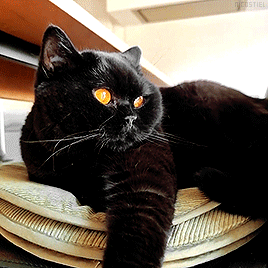 nicostiel:The most beautiful Halloween Cat 🍁🎃🍂