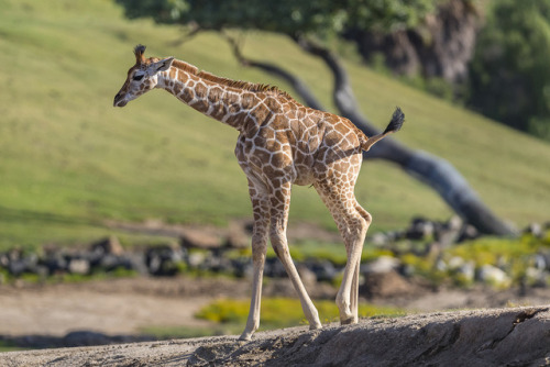 sdzoo:Watch Shani’s curious calf explore her new world. 