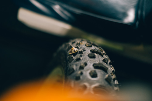 everythingwillbenoble:A snail caught a ride on the pugsley while on the train back to Chicago.