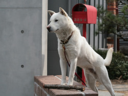 tanktopdog:   	MY DOG by yoo jae-hyeong    	