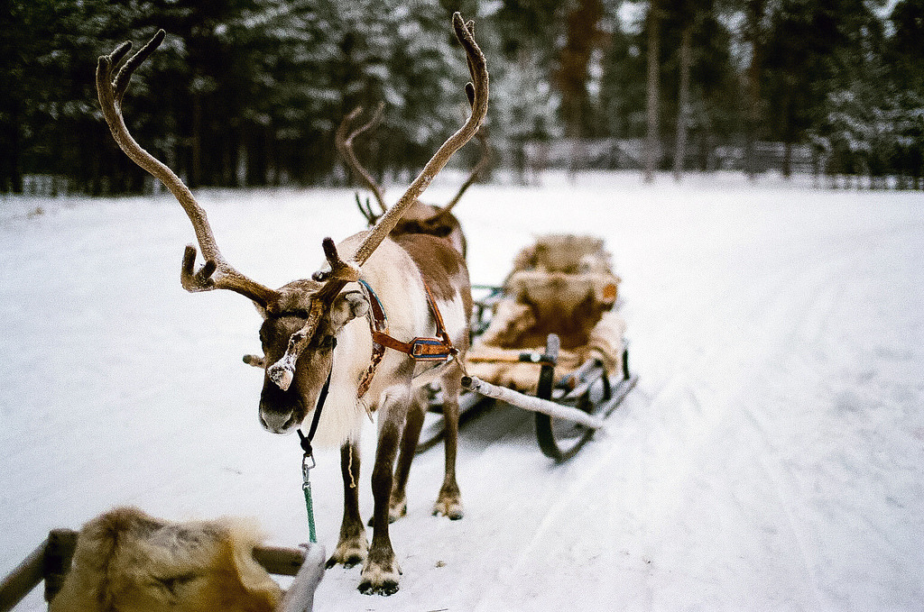 melodyandviolence:    Sami Reindeer Farm, Inari; Finland by   Nicola Abraham 