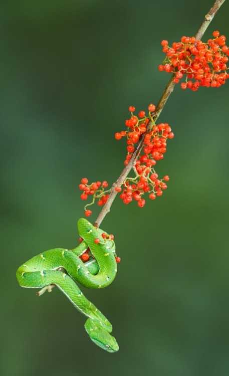 Green Palm Pit Viper by Ken Weber