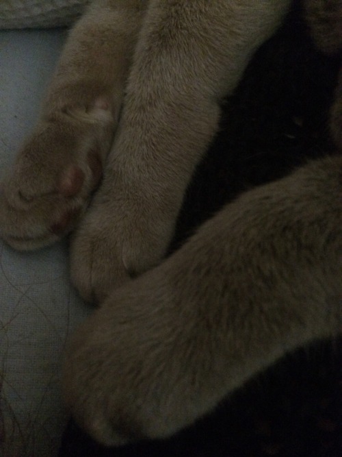 fuckyeahburmese:Ping fuckyeahcatfeet