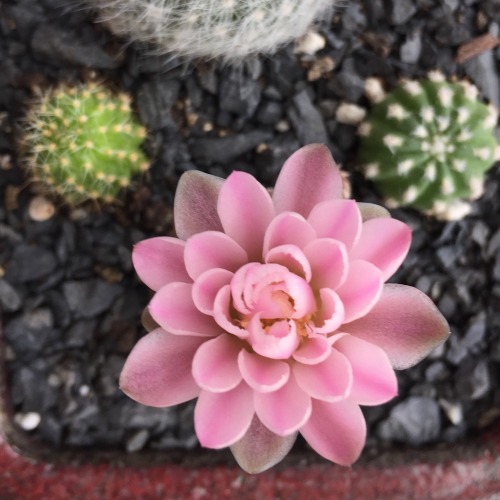 los-plantalones: My gymnocalycium bloomed today!