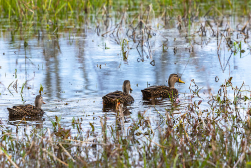 lawrencejeffersonphotography:Mallards in the marsh!