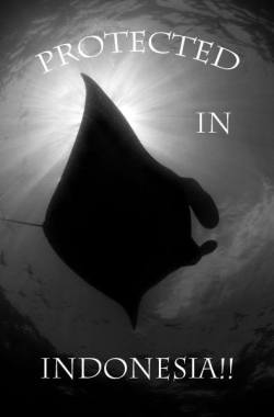 mad-as-a-marine-biologist:  MANTA’S NAMED