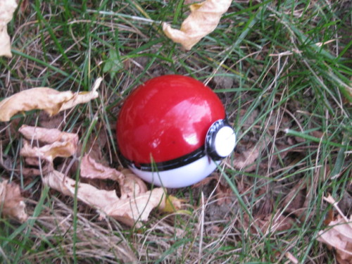 You found a pokeball.