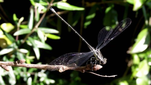 Damselfly closeup by BGai