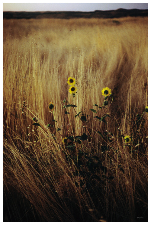 Eastern Washington. Canon FTb with what I’m guessing would be Kodak Portra 400. Although it doesn’t 