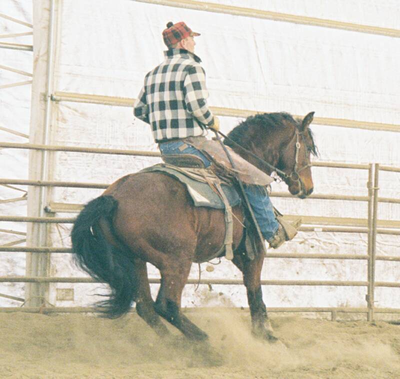 all-the-horses:LittleWood Rio BravadoPrimavera Bravado x Willowrun Hayli Morgan,