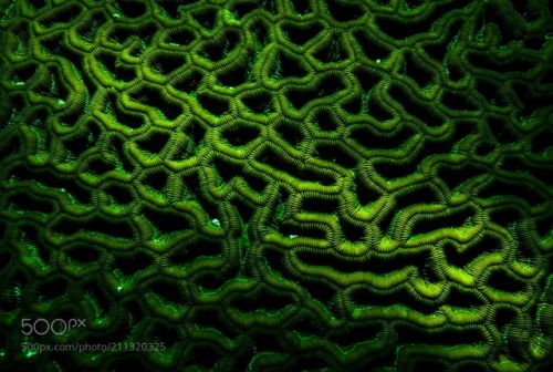 socialfoto:Green Coral Big Green Coral by Mickken