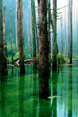 expressions-of-nature:  The Amazon Forest by Dams999 