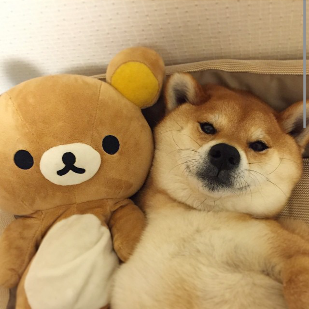 yeoja:  coiii:  shiba x rilakkuma (cr. minapple on ig)   me