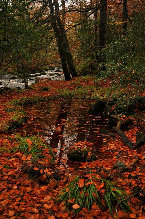 silvaris:  Fall colors by Dawid Kotkiewicz