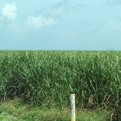 lipstickspice:  Today driving between Palm Beach and Ft Myers there were miles and miles of this super-tall ‘grass’.  We later determined.. This is sugar cane, y’all. #Florida #Everglades