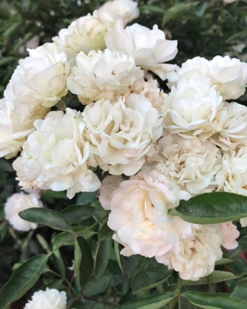 Button roses from the garden&hellip; #White #Serene #Rose #ButtonRoses #Cute #Beaut #Flora #Rosa