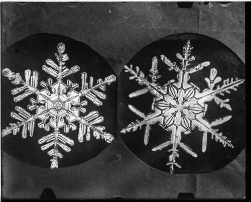 onceuponatown:Snow. 1916-1922. Wilson Alwyn Bentley pioneered the technique of snowflake photography
