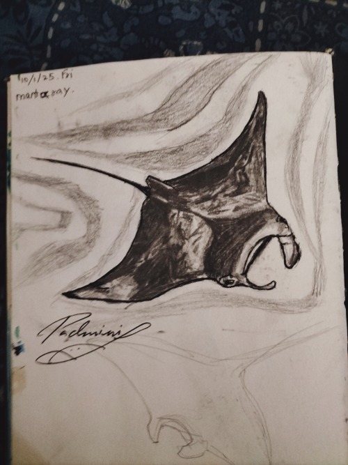 Manta Ray , First Attempt!
