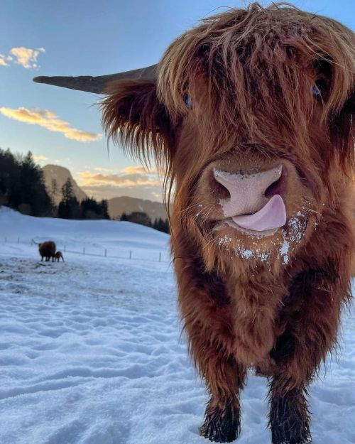 Servus aus Tirol!❤️ © @dunja_lauber #weloveaustria #highlandcattle #animalshots #oostenrijk #ti