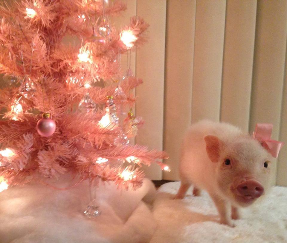 A baby piggy and a pink Christmas tree…you guys…cuuute!!!