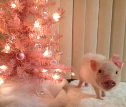 A baby piggy and a pink Christmas tree…you