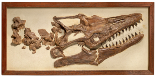A framed Mosasaur skull, Kansas, USA