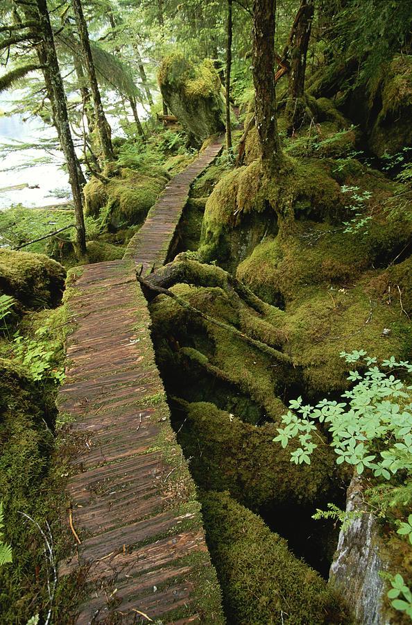 lori-rocks:  The trail to Punchbowl Cove, Misty Fiords National Monument. (via The