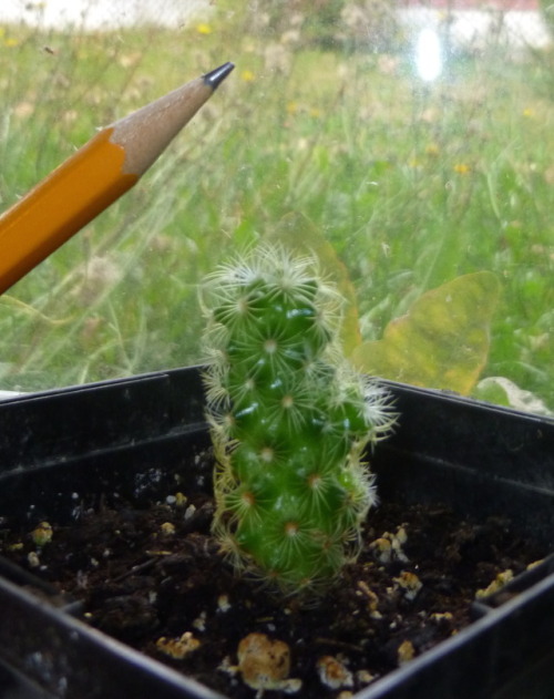 vinceaddams:An update on the tiny cactus. It’s been almost 3 and a half months since I found him in 