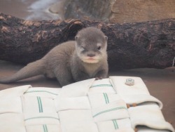 maggielovesotters:  Otter wink!   http://blog.livedoor.jp/kotsume_fn2/archives/52041238.html