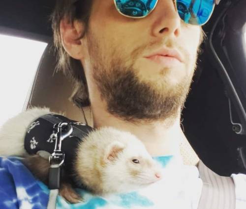 The Traveling Ferret : ferrets