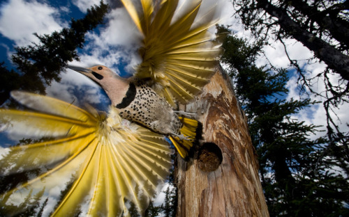 “A northern flicker takes flight as it leaves its nest in a forest in Alaska
”
Picture: Michael Quinton/Minden Pictures/Solent News (via Animal pictures of the week: 26 June 2015 - Telegraph)